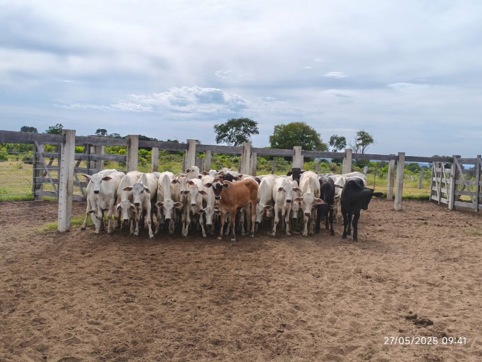Capataz de fazenda culpa onça por sumiço de gado