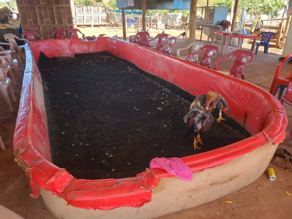 PMA flagra rinha de galos e apreende 44 animais em situação de maus tratos