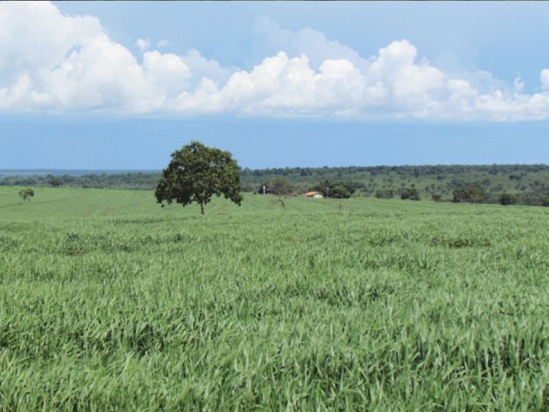 Verdana Agropecuária anuncia R$ 20 milhões em investimentos para ampliar projeto integrado de lavoura e pecuária em Camapuã (MS)