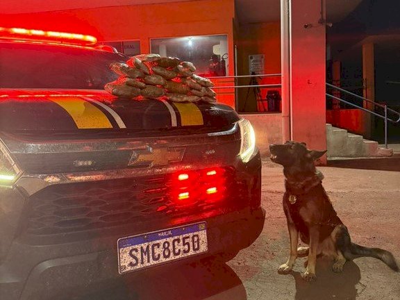 PRF apreende 4 Kg de skunk em ônibus com auxílio de cães farejadores