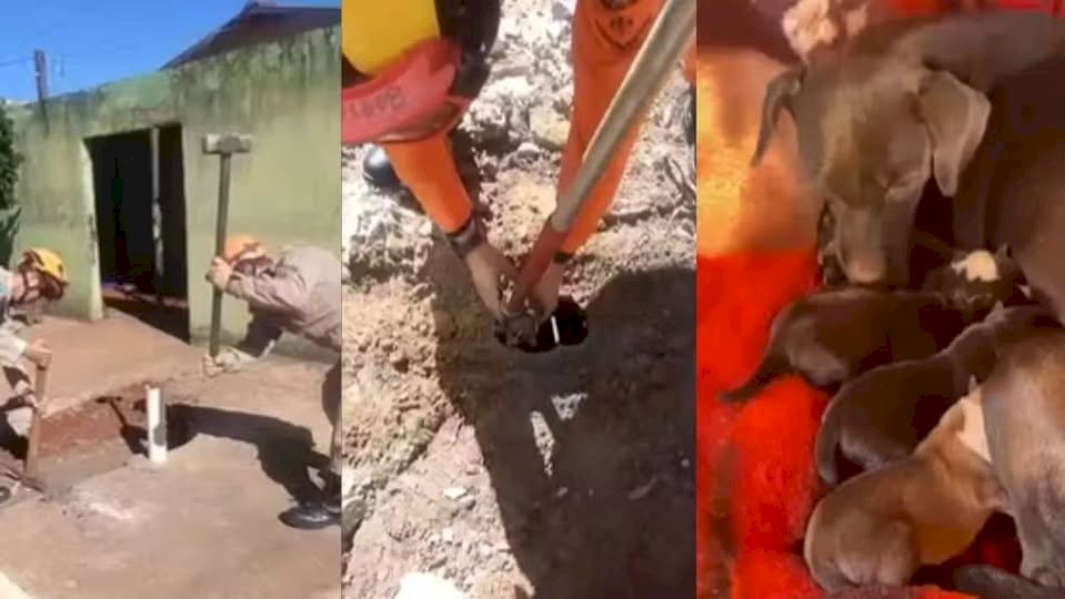 Bombeiros quebram calçada e resgatam filhotes de cachorro jogados em fossa de MS