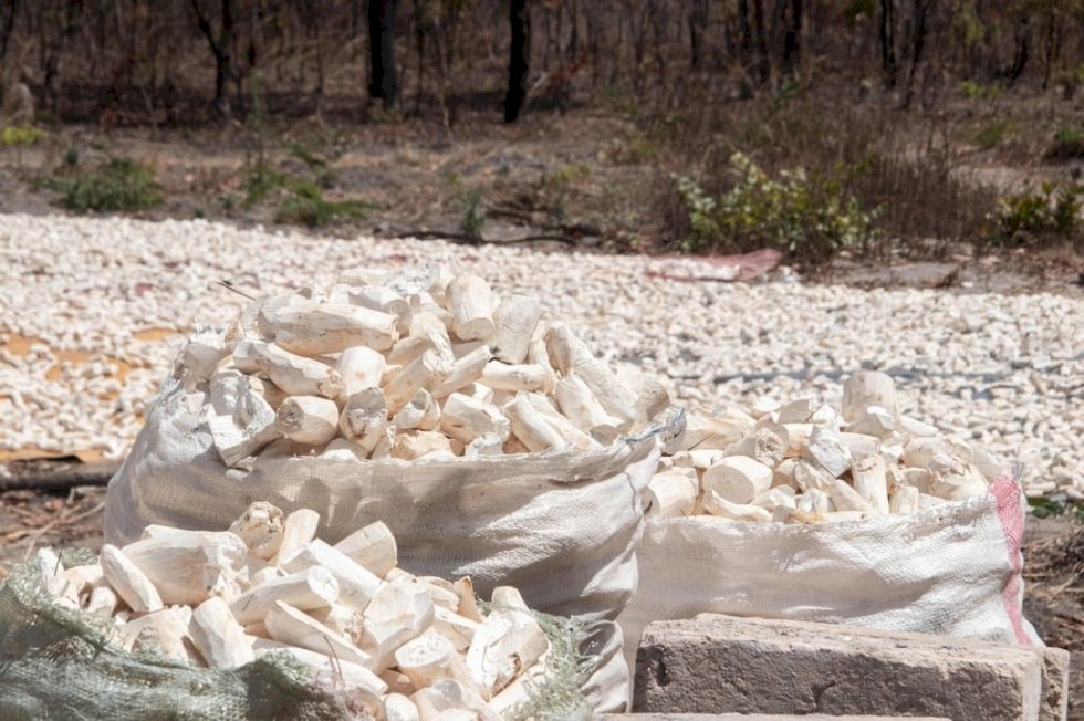 Produtores de mandioca poderão vender fécula e farinha para o governo federal