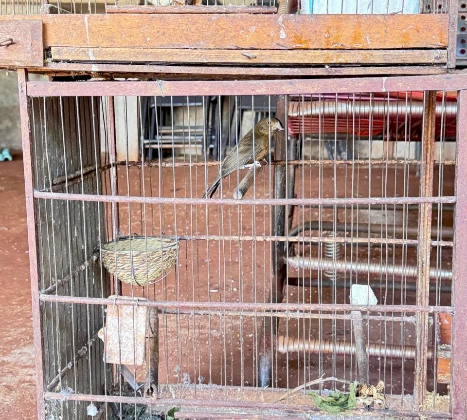 PMA e DECAT apreendem 22 aves silvestres mantidas ilegalmente, incluindo espécie ameaça em extinção