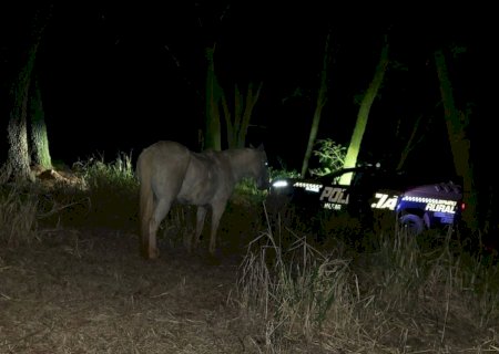 Ivinhema - Patrulha Rural prende autor e recupera animal furtado em Nova Andradina