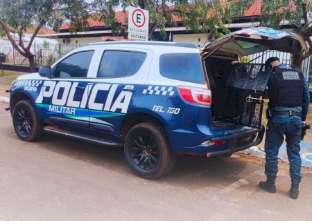 Ivinhema - Polícia Militar recupera duas motocicletas furtadas e prende receptador