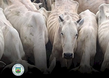 PMA e IAGRO autuam homem por maus-tratos a gado e aplicam multa de R$ 91 mil em Glória de Dourados