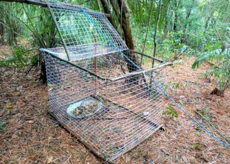 PMA desarticula quadrilha de tráfico de animais silvestres