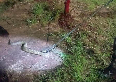 PMA de Batayporã realiza captura de duas serpentes cascavel em Nova Andradina