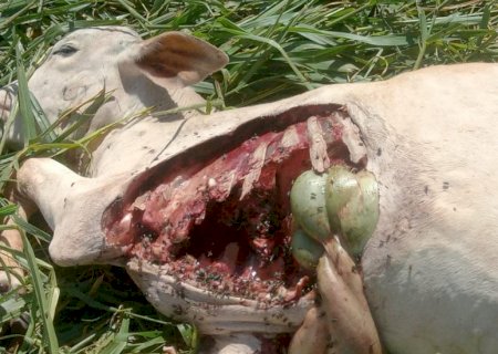 Ivinhema - Onça ataca e mata bezerro em sítio próximo ao pesqueiro duas pontes