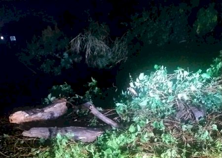 Chuva e vento forte derrubam árvores e causam transtornos na MS-141 entre Ivinhema e Angélica