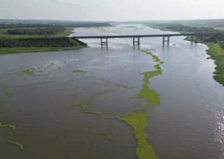Macrófitas do Rio Pardo chegaram a Bataguassu e formam extensa mancha verde