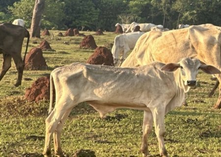 Novilha agonizando e 20 bois magros: MP investiga mais de 200 bovinos em situação crítica em MS