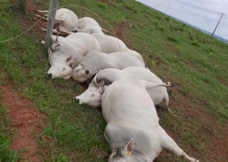 Fio de energia se rompe, mata 7 touros e causa prejuízo de R$ 112 mil em fazenda de MS